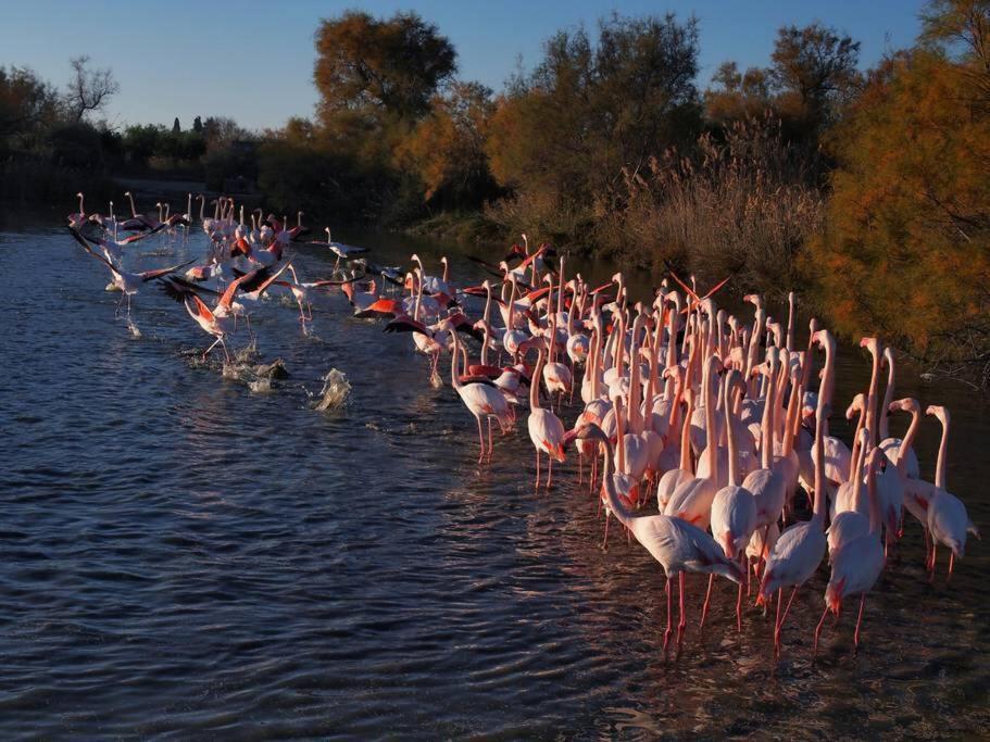 Marina Aigues Mortes 75M2 エクステリア 写真